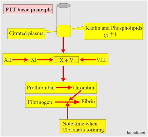 翼狐網ptt|Ptt